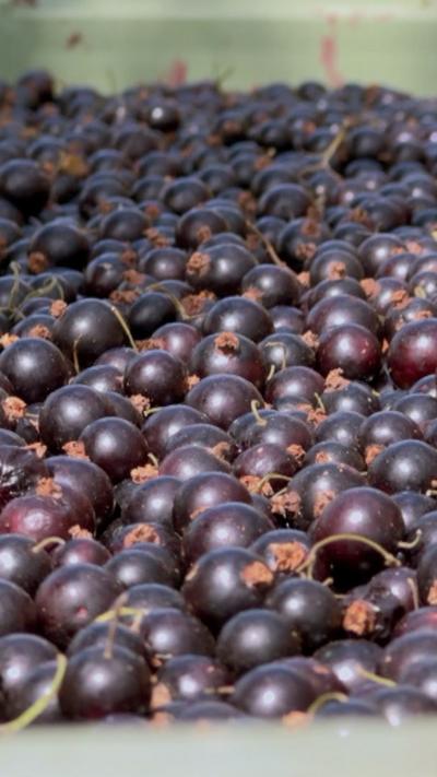 large amount of blackcurrants in a storage container