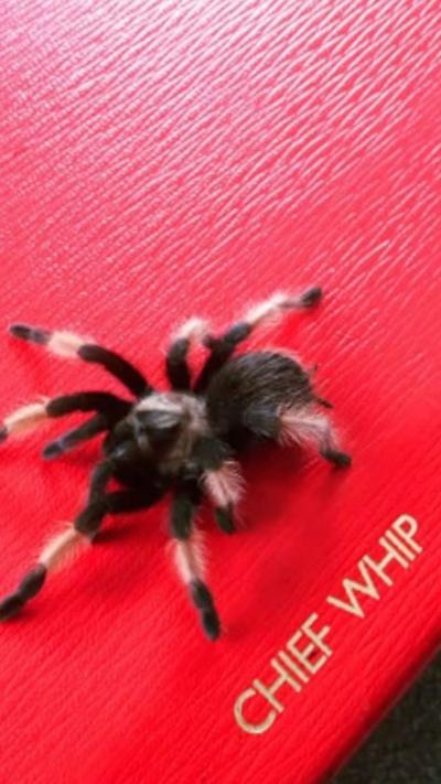 A tarantula on a government minister's red box with chief whip in gold lettering