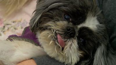 Rescue dog receives artificial jaw