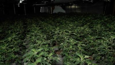 Rows of cannabis plant in a darkened foom