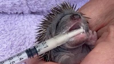 The founder of an animal charity says she wants to be able to rehabilitate more injured hedgehogs.