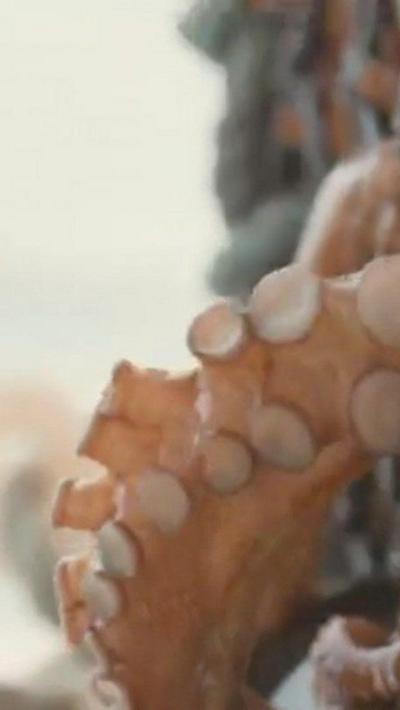 A close up picture if an octopus tentacle showing the suckers it is a peach colour