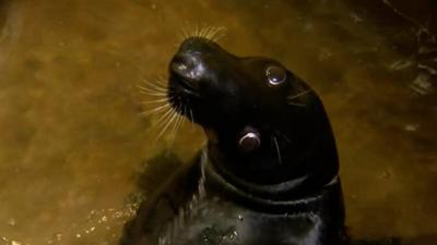 The RSPCA says the grey seal nearly died after being found with rope and plastic around its neck.