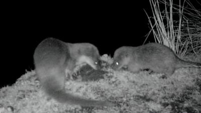 Otters on a river bank