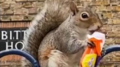 squirrel eating a chocolate bar