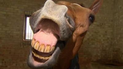 Explosion the horse