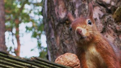 A red squirrell