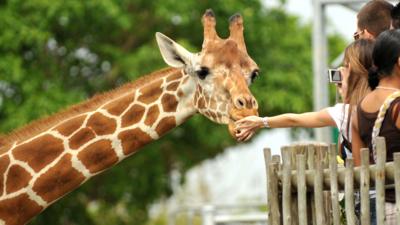 A person holds their hand in front of giraffe's mouth over a fence