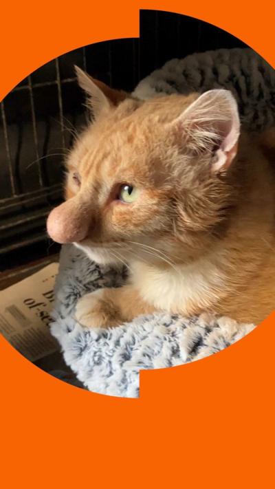 Barney the cat - he has an enlarged nose and ginger fur