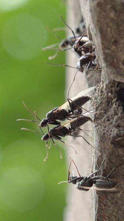 Flying ants