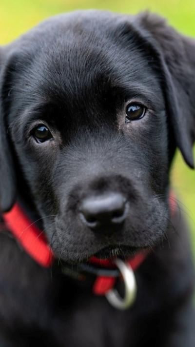 Close up of a black Labrador puppy. It has dark eyes and wears a bright red collar. It is looking directly at the cmaera with it's head slightly tilted to the left.
