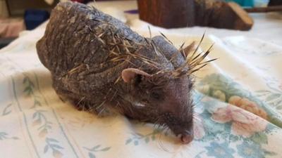 'Bear' is being treated at wildlife centre in Shropshire