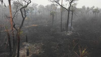 Burned trees are seen in this still