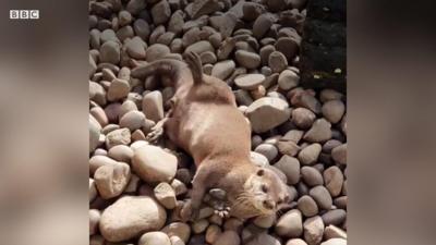 Otter