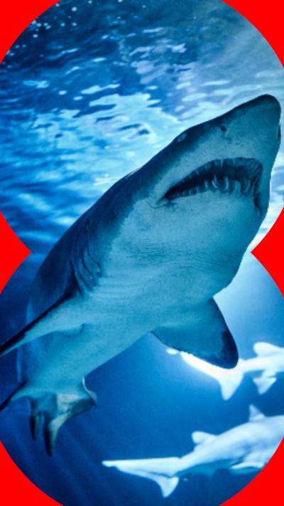 An image taken of a shark from underneath