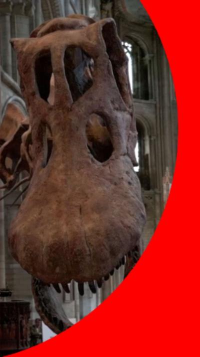Close-up of a Titanosaur skull.