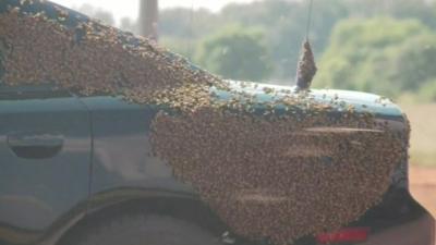 bees covering car