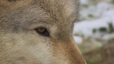 A wolf at the sanctuary in Shropshire