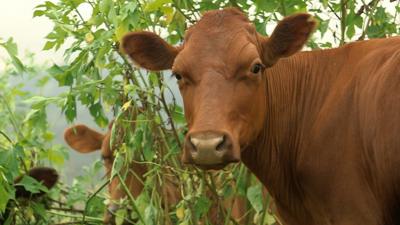 Cow in Colombia