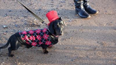 Dachshund in hat.