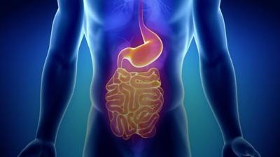 Graphic of intestine