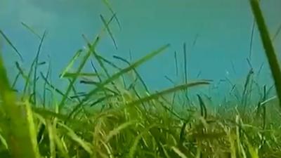 Seagrass