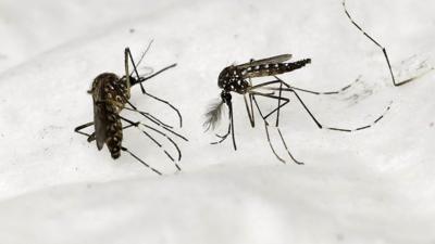 Mosquitoes at the Pasteur Institute, Paris