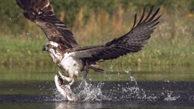 Osprey fishing