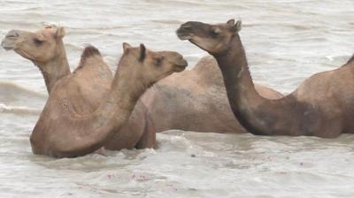 Kharai camels