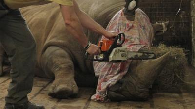 White rhino being dehorned