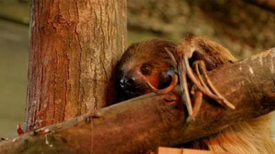 One of Folly Farm's elderly sloths