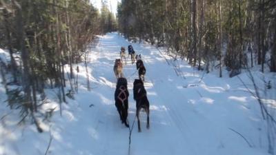 BBC Pop Up visited some sled dogs in Canada's arctic Yellowknife region
