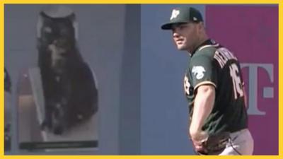 Baseballer brings cardboard cut out of cat to match