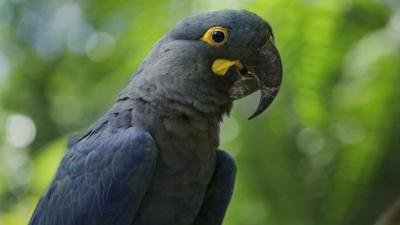 Blue macaw