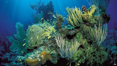 A coral reef landscape