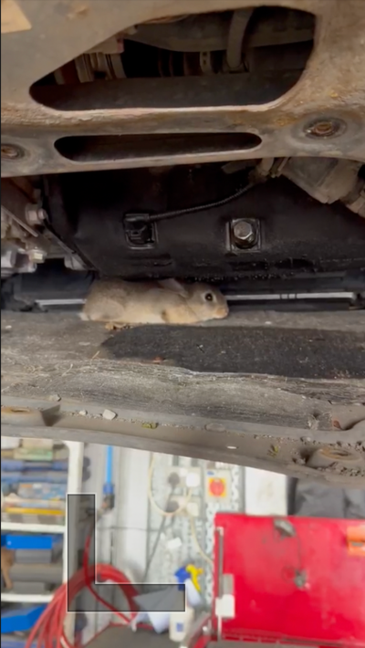 Rabbit under car