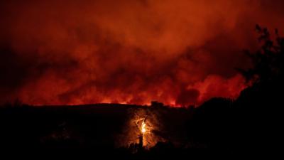 A tree burns as flames and smoke rise from a wildfire burning in Greece