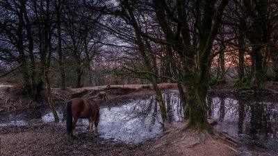 A brown horse is drinking water from a body of water surrounded by trees.