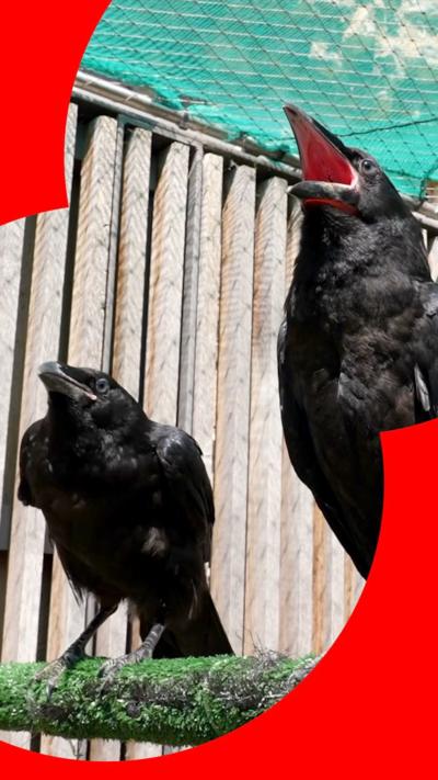 Two raven chicks, one with its beak open.