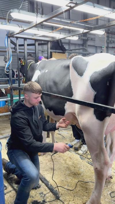 A man wearing a black coast on one knee shaving a cow 