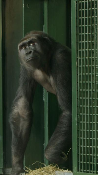 A gorilla looking out past a green fence