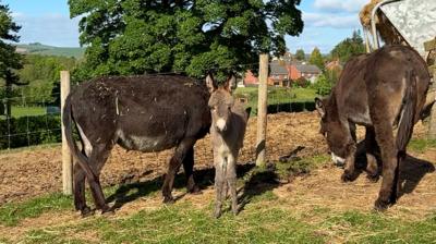 A grey foal stands in a field, on either side is one of its two brown donkey mothers