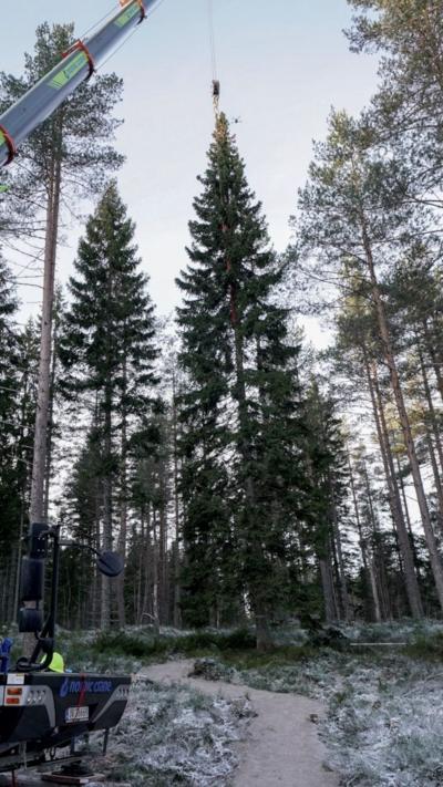 A large spruce tree is held up and moved by a green crane.