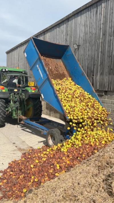 A green tractor tips green and brown apples from a blue trailer onto a pile of apples on the ground. Many of the apples are rotten. There is a barn in the background with a wall made of breeze blocks and wooden slats.