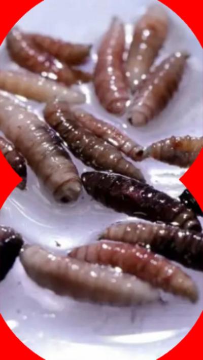 A group of short, ridged, brown worms of various hues on a clear surface.
