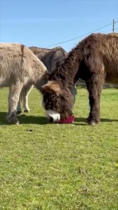 Three donkeys stood on green grass eating out of a red tub. The sky is blue.