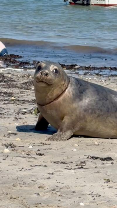 A grey seal pup on a sandy beach looking towards the camera