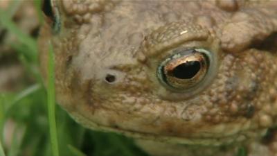 close up of toad's face