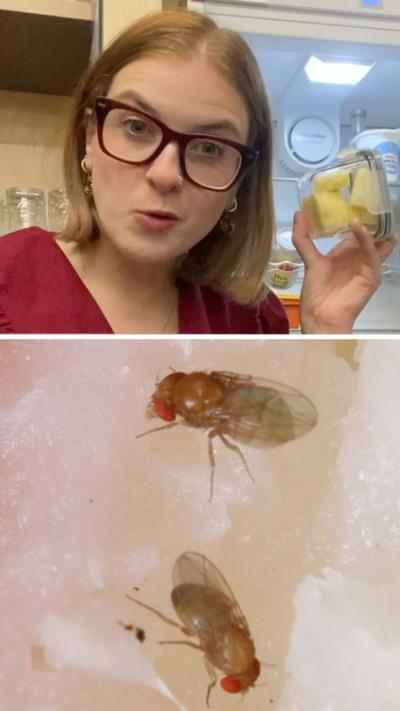 Erin Lister holding fruit, and fruit flies