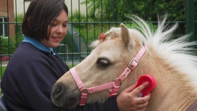 A student brushes a therapy pony, both looking relaxed